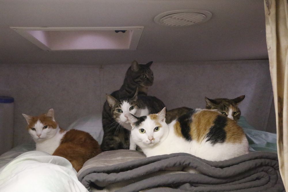 キャンピングカー旅はペット連れでＧＯ！ ｜一般社団法人日本RV協会